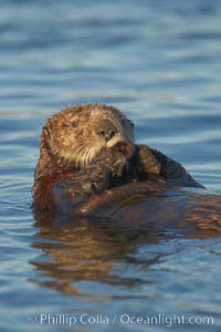 A sea otter resting, holding its paws out of the water to keep them warm and conserve body heat as it floats in cold ocean water, Enhydra lutris, Elkhorn Slough National Estuarine Research Reserve, Moss Landing, California