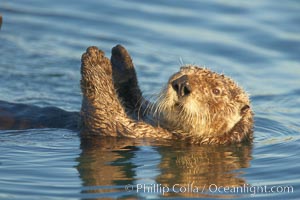 A sea otter, resting on its back, holding its paw out of the water for warmth.  While the sea otter has extremely dense fur on its body, the fur is less dense on its head, arms and paws so it will hold these out of the cold water to conserve body heat, Enhydra lutris, Elkhorn Slough National Estuarine Research Reserve, Moss Landing, California