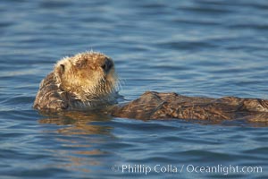 A sea otter, resting on its back, grooms the fur on its head.  A sea otter depends on its fur to keep it warm and afloat, and must groom its fur frequently, Enhydra lutris, Elkhorn Slough National Estuarine Research Reserve, Moss Landing, California