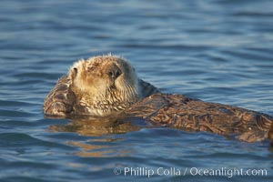 A sea otter, resting and floating on its back, in Elkhorn Slough, Enhydra lutris, Elkhorn Slough National Estuarine Research Reserve, Moss Landing, California