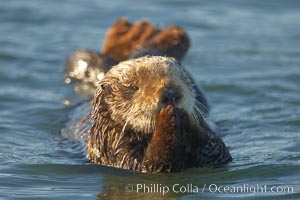 A sea otter resting, holding its paws out of the water to keep them warm and conserve body heat as it floats in cold ocean water, Enhydra lutris, Elkhorn Slough National Estuarine Research Reserve, Moss Landing, California