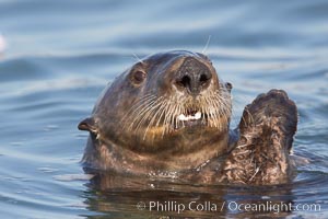 A sea otter, resting on its back, holding its paw out of the water for warmth.  While the sea otter has extremely dense fur on its body, the fur is less dense on its head, arms and paws so it will hold these out of the cold water to conserve body heat, Enhydra lutris, Elkhorn Slough National Estuarine Research Reserve, Moss Landing, California