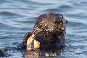 A sea otter eats a clam that it has taken from the shallow sandy bottom of Elkhorn Slough.  Because sea otters have such a high metabolic rate, they eat up to 30% of their body weight each day in the form of clams, mussels, urchins, crabs and abalone.  Sea otters are the only known tool-using marine mammal, using a stone or old shell to open the shells of their prey as they float on their backs, Enhydra lutris, Elkhorn Slough National Estuarine Research Reserve, Moss Landing, California