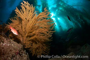 California sheephead and golden gorgonian, giant kelp forest filters sunlight in the background, underwater, Muricea californica, Semicossyphus pulcher, Catalina Island