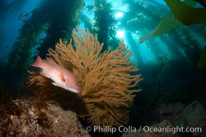 California sheephead and golden gorgonian, giant kelp forest filters sunlight in the background, underwater, Muricea californica, Semicossyphus pulcher, Catalina Island