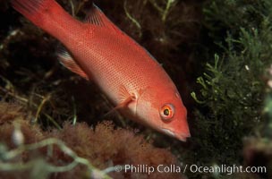 California sheephead, juvenile, Semicossyphus pulcher, Catalina Island