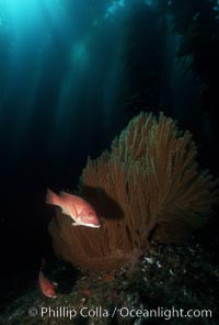 California sheephead, gorgonian, Semicossyphus pulcher, San Clemente Island