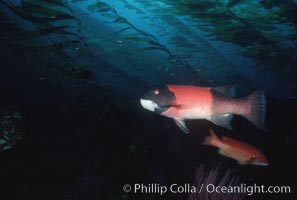 California sheephead, male, Semicossyphus pulcher, Santa Barbara Island