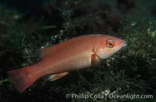 California sheephead, juvenile, Semicossyphus pulcher, Catalina Island