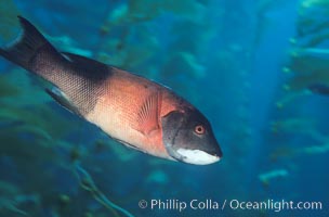 California sheephead, adult male, Semicossyphus pulcher, San Clemente Island