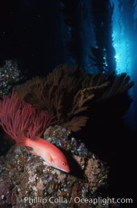 California sheephead, gorgonian, Semicossyphus pulcher, San Clemente Island