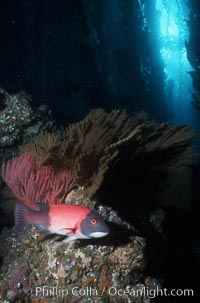 California sheephead and gorgonian amid kelp forest, Semicossyphus pulcher, San Clemente Island