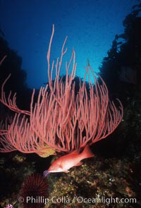 Pacific torpedo ray, Farnsworth Banks, Catalina, Torpedo californica, Leptogorgia chilensis, Lophogorgia chilensis, Semicossyphus pulcher, Catalina Island