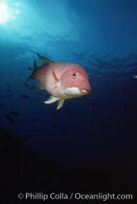 Pacific torpedo ray, Farnsworth Banks, Catalina, Torpedo californica, Semicossyphus pulcher, Catalina Island