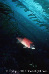 Sheephead, Semicossyphus pulcher