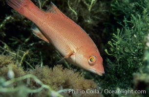 Juvenile sheephead, Farnsworth Banks, Semicossyphus pulcher, Catalina Island