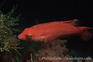 Pacific torpedo ray, Farnsworth Banks, Catalina, Torpedo californica, Semicossyphus pulcher, Catalina Island