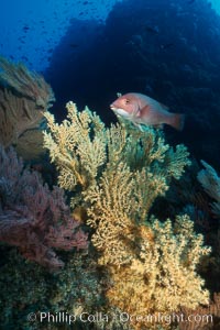 Juvenile sheephead swims above dead/dying brown gorgonian covered with yellow parasitic zoanthid anemones. Eagle Rock, Parazoanthus lucificum, Savalia lucifica, Semicossyphus pulcher, Catalina Island