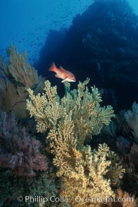 Juvenile sheephead swims above dead/dying brown gorgonian covered with yellow parasitic zoanthid anemones. Eagle Rock, Parazoanthus lucificum, Savalia lucifica, Semicossyphus pulcher, Catalina Island