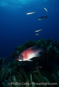 California sheephead, adult male, Semicossyphus pulcher, San Clemente Island