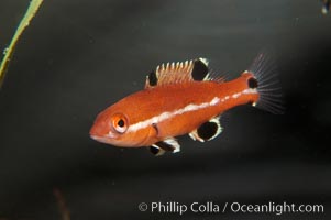 Juvenile sheephead wrasse, Semicossyphus pulcher