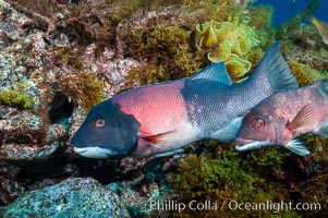 Sheephead wrasse, adult male coloration (a juvenile or female is partially seen to the right), Semicossyphus pulcher, Guadalupe Island (Isla Guadalupe)