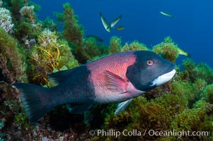 Sheephead wrasse, adult male coloration, Semicossyphus pulcher, Guadalupe Island (Isla Guadalupe)