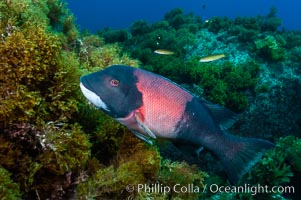 Sheephead wrasse, adult male coloration, Semicossyphus pulcher, Guadalupe Island (Isla Guadalupe)