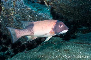 Sheephead wrasse, adult male coloration, Semicossyphus pulcher, Guadalupe Island (Isla Guadalupe)