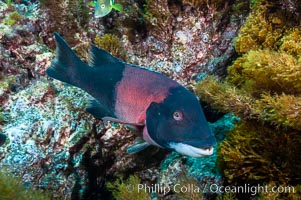 Sheephead wrasse, adult male coloration, Semicossyphus pulcher, Guadalupe Island (Isla Guadalupe)