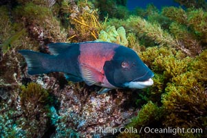 Sheephead wrasse, adult male coloration, Semicossyphus pulcher, Guadalupe Island (Isla Guadalupe)