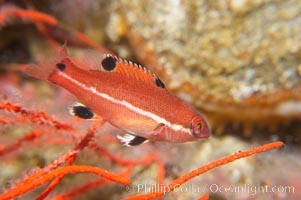 Juvenile sheephead wrasse, Semicossyphus pulcher