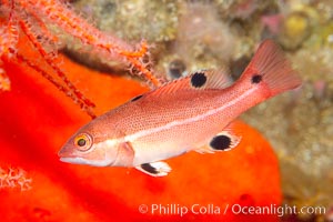 Juvenile sheephead wrasse, Semicossyphus pulcher