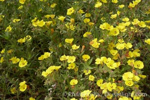 California sun cup blooms in spring, Batiquitos Lagoon, Carlsbad, Cammisonia bistorta