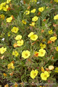 California sun cup blooms in spring, Batiquitos Lagoon, Carlsbad, Cammisonia bistorta