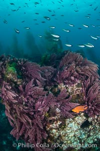 Asparagopsis taxiformis, red marine algae, growing on underwater rocky reef below kelp forest at San Clemente Island, Asparagopsis taxiformis