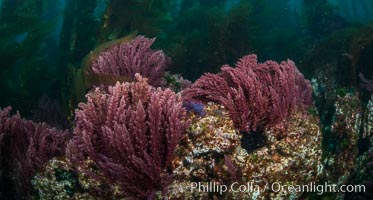 Asparagopsis taxiformis, red marine algae, growing on underwater rocky reef below kelp forest at San Clemente Island, Asparagopsis taxiformis