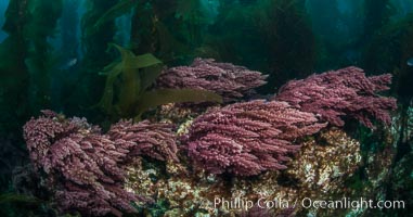 Asparagopsis taxiformis, red marine algae, growing on underwater rocky reef below kelp forest at San Clemente Island, Asparagopsis taxiformis