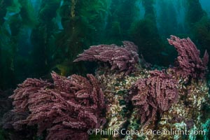 Asparagopsis taxiformis, red marine algae, growing on underwater rocky reef below kelp forest at San Clemente Island, Asparagopsis taxiformis