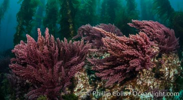 Asparagopsis taxiformis, red marine algae, growing on underwater rocky reef below kelp forest at San Clemente Island.