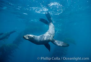 Northern fur seal, Callorhinus ursinus, San Miguel Island