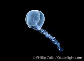 Unidentified calycophoran siphonophore, open ocean, San Diego, California