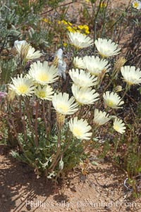 White tackstem, an ephemeral common in sandy areas of the Colorado Desert, Calycoseris wrightii, Joshua Tree National Park, California