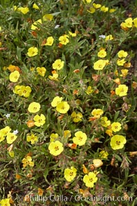 California sun cup blooms in spring, Batiquitos Lagoon, Carlsbad, Cammisonia bistorta