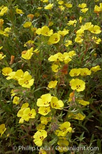 California sun cup blooms in spring, Batiquitos Lagoon, Carlsbad, Cammisonia bistorta