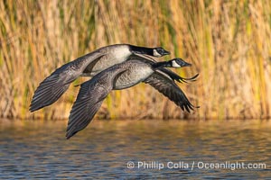 Canada Geese in flight, Branta canadensis, Santee Lakes, Branta canadensis
