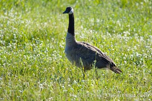 Canada geese along the Yellowstone River, Branta canadensis, Hayden Valley, Yellowstone National Park, Wyoming