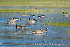 Canada geese along the Yellowstone River, Branta canadensis, Hayden Valley, Yellowstone National Park, Wyoming