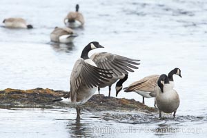 Canada geese on the Yellowstone River, Branta canadensis, Yellowstone National Park, Wyoming