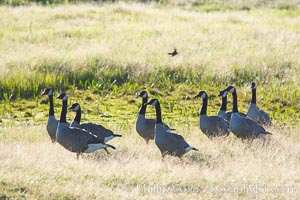 Canada geese along the Yellowstone River, Branta canadensis, Hayden Valley, Yellowstone National Park, Wyoming